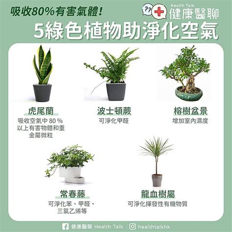 綠色植物的好處|室內植物有益健康嗎？（英文）